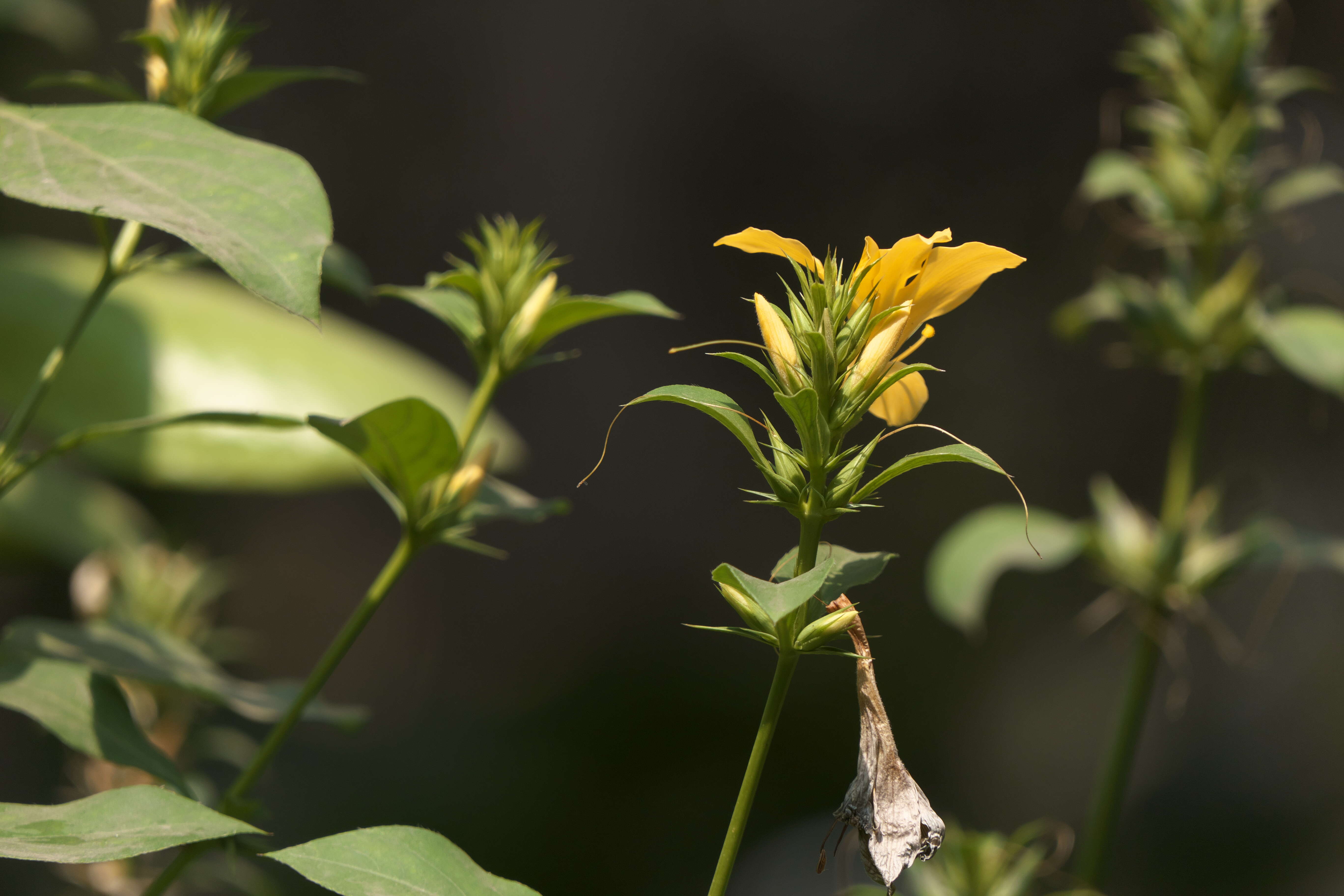 Plancia ëd Barleria prionitis L.