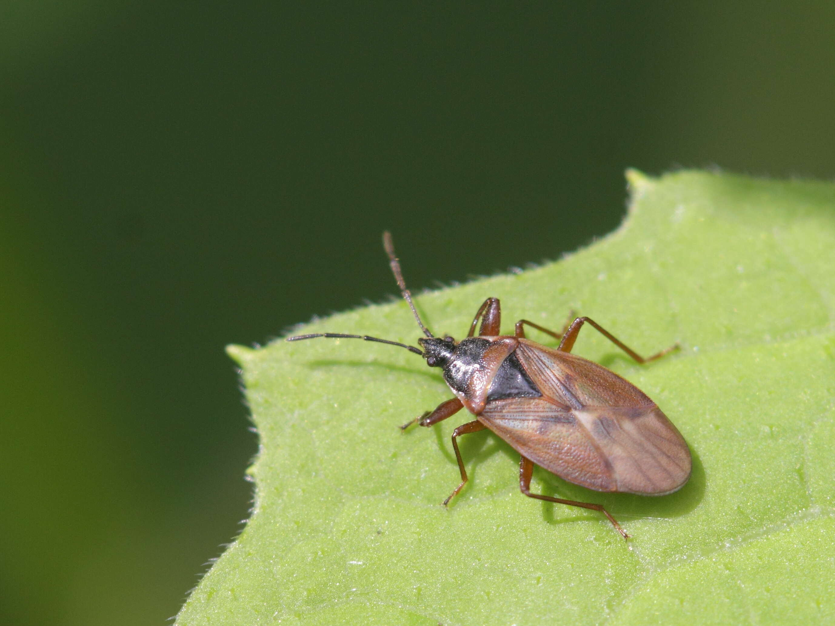 Image of Gastrodes (Gastrodes) abietum Bergroth & E. 1914