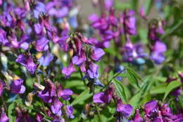 Image of spring pea