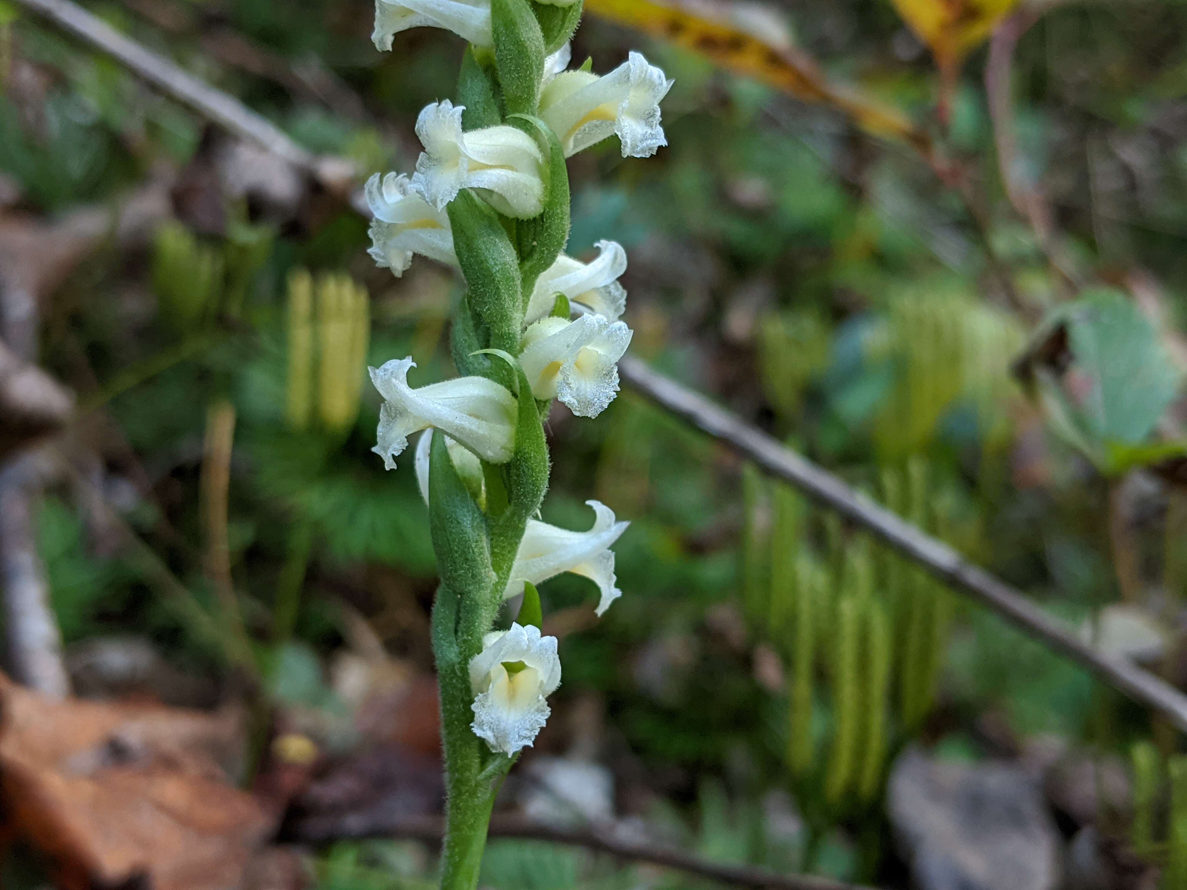 Image of Yellow nodding lady's tresses