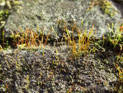 Image of tortula moss