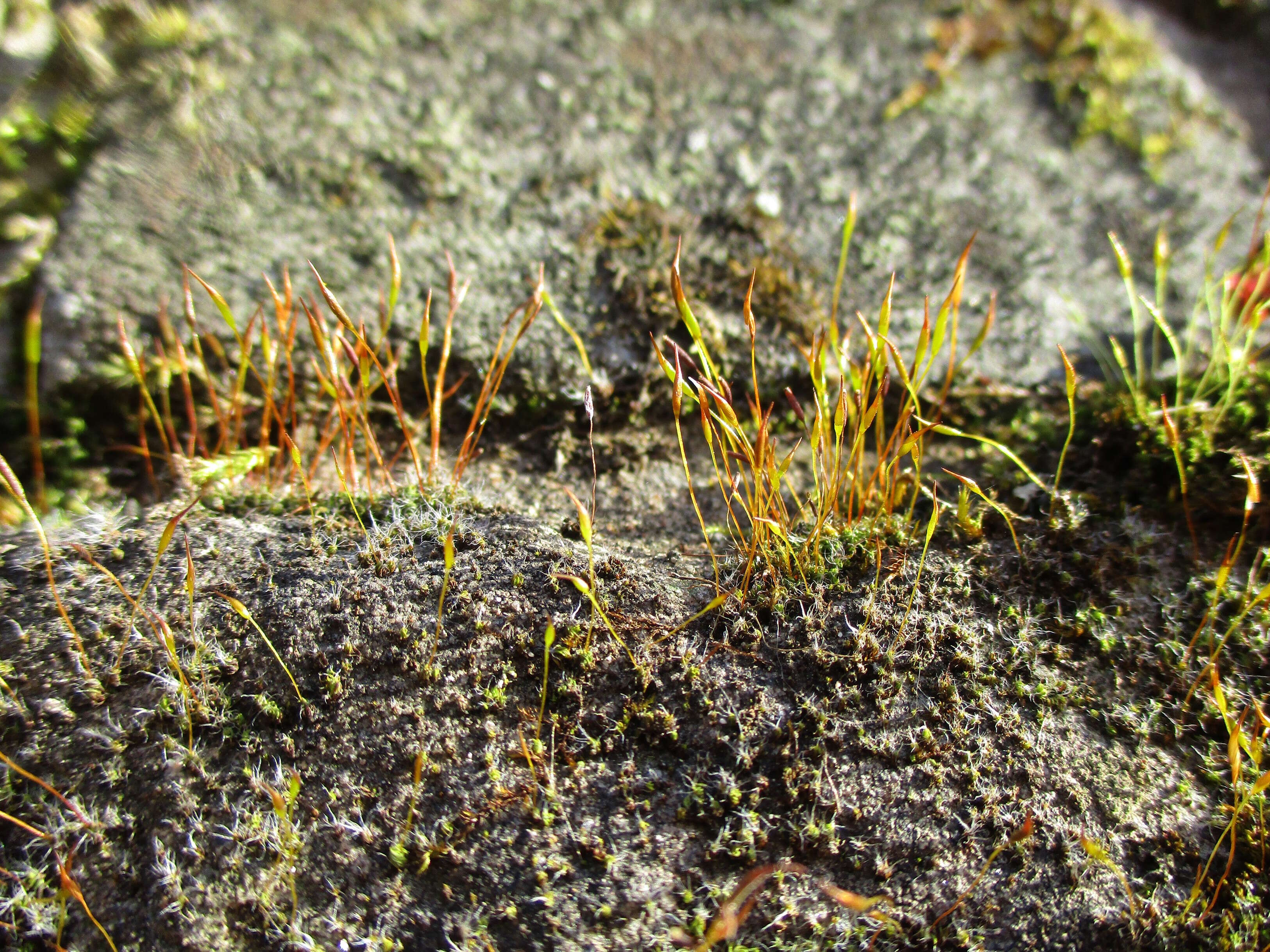 Image of tortula moss