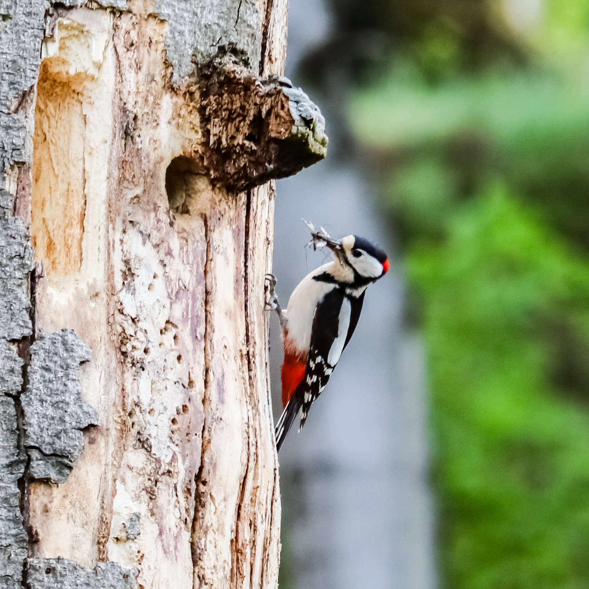 Image of Great Spotted Woodpecker