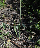 Image of slender false garlic