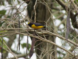 Euphonia violacea (Linnaeus 1758)的圖片