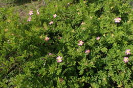 Image of prairie rose