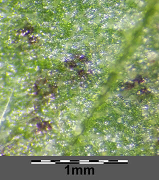 Слика од Lysimachia punctata L.