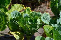 Image of Wild Mustard