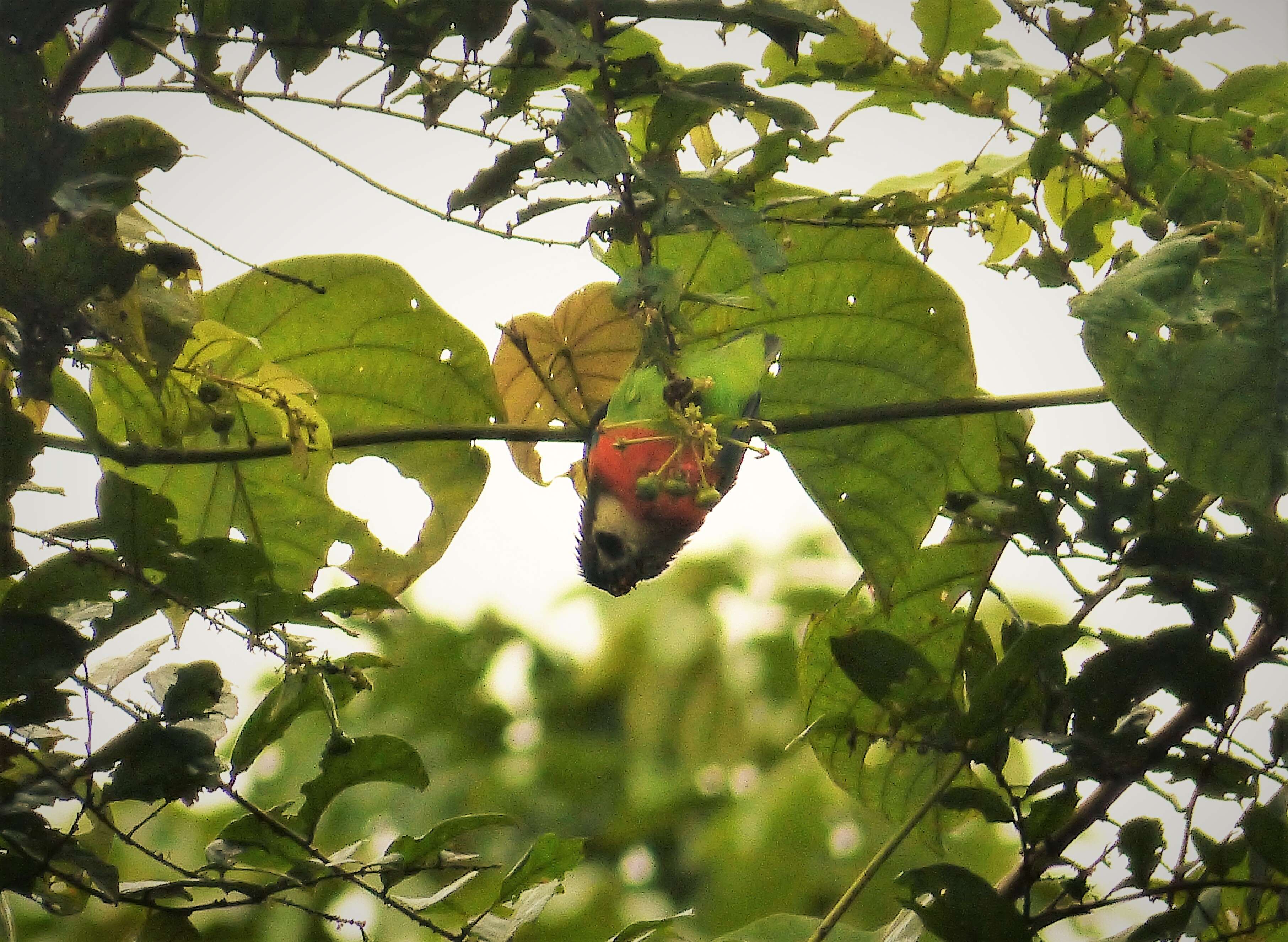 Image of Blue-fronted Fig-parrot