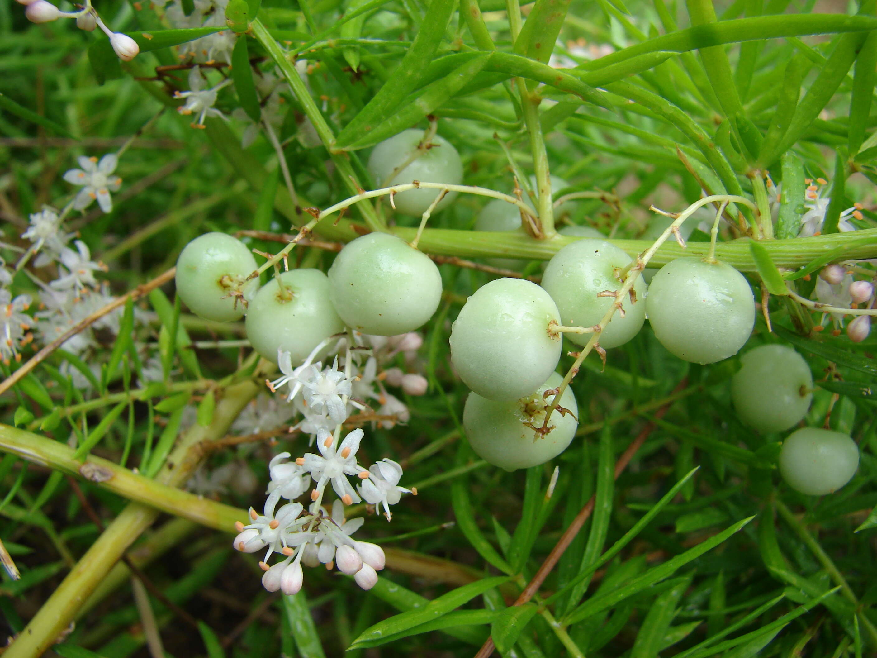 Image de Asparagus densiflorus (Kunth) Jessop