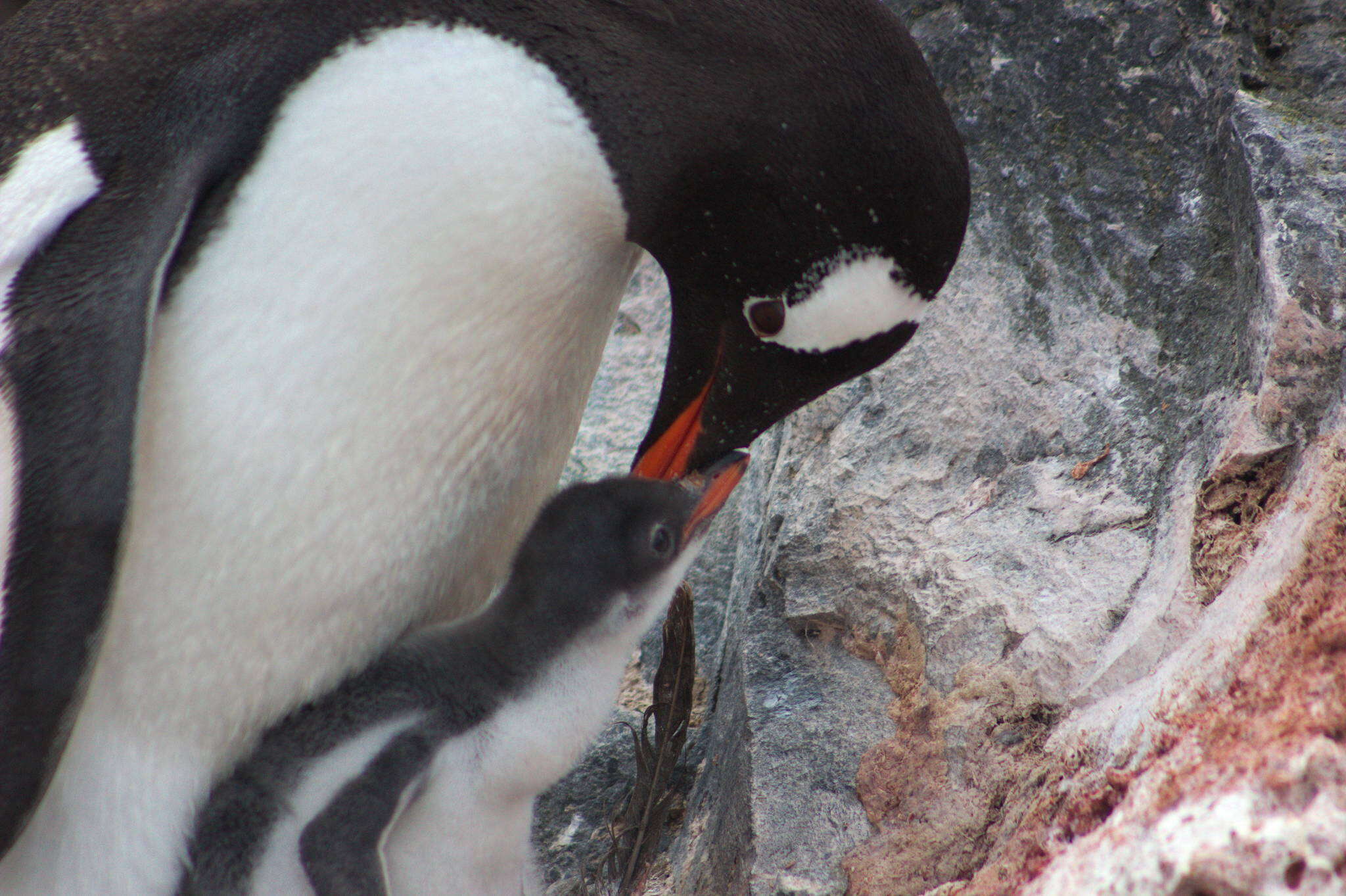 Image of Gentoo Penguin