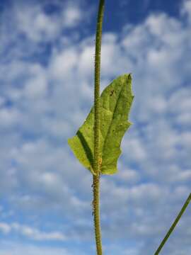 Image of smallflower hawksbeard