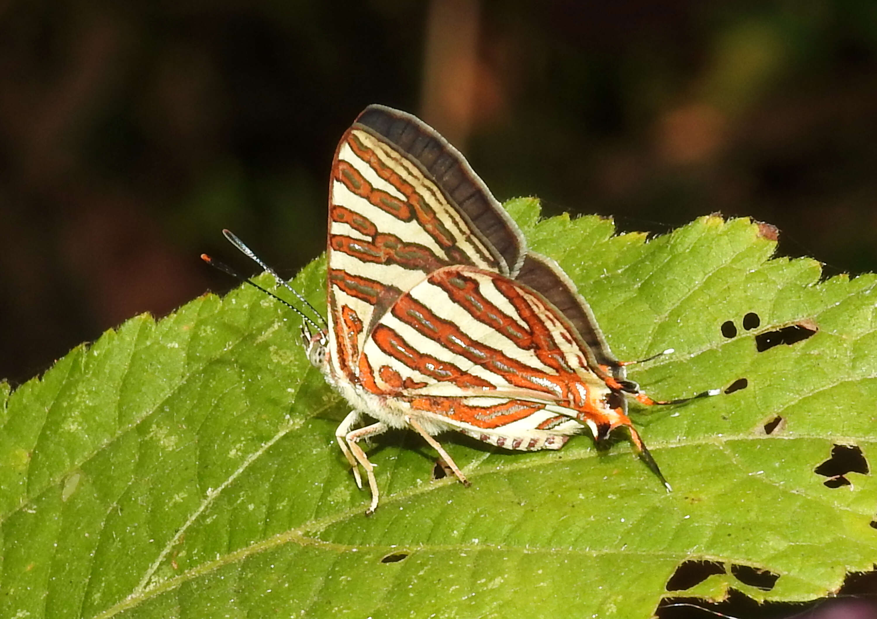 Слика од Cigaritis schistacea