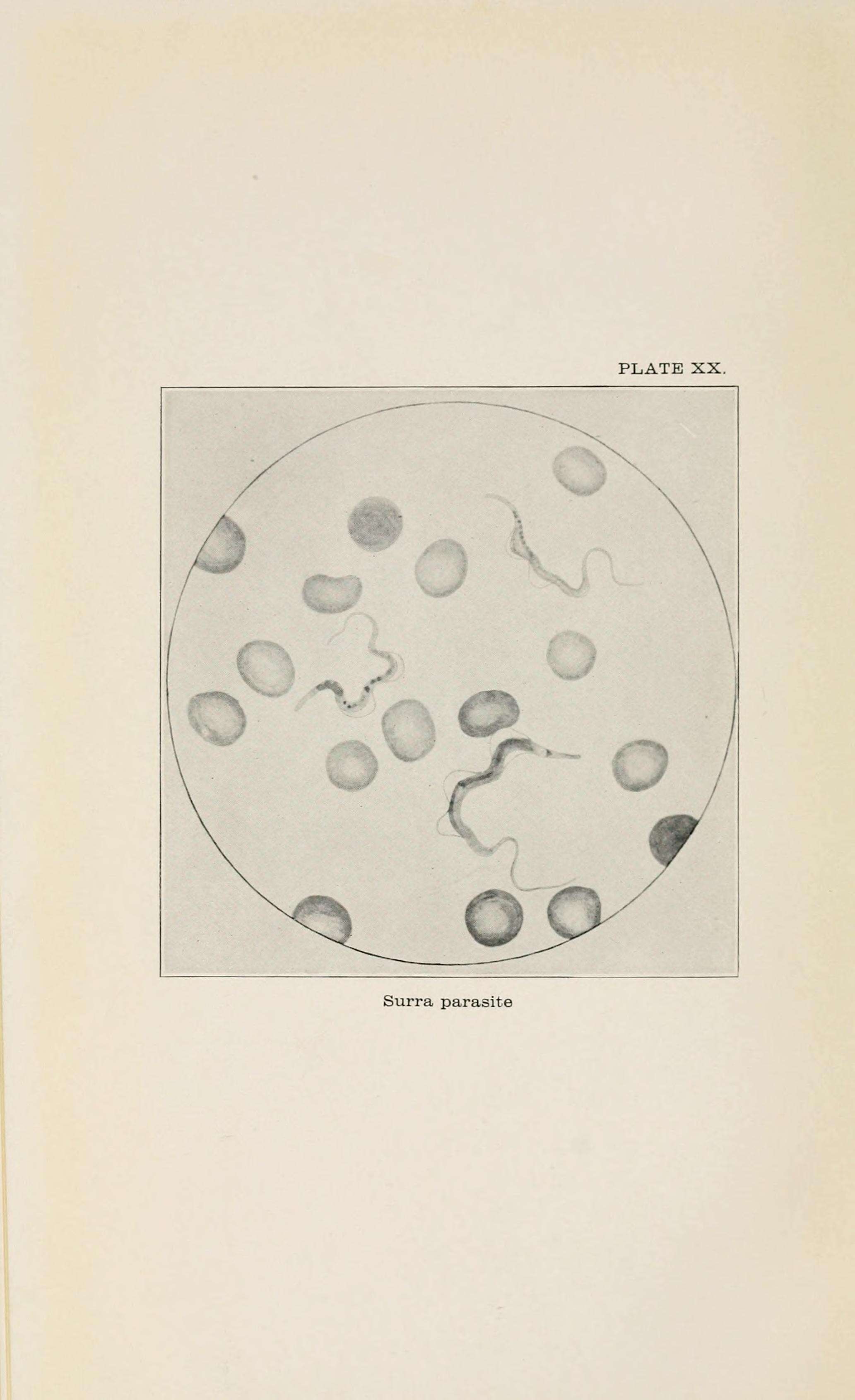 Слика од Trypanosoma evansi