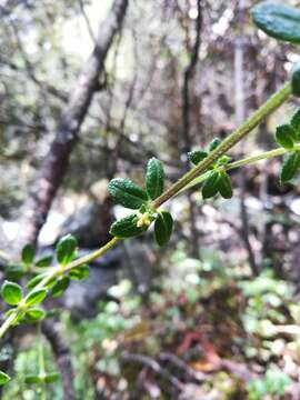 Image of bedstraw