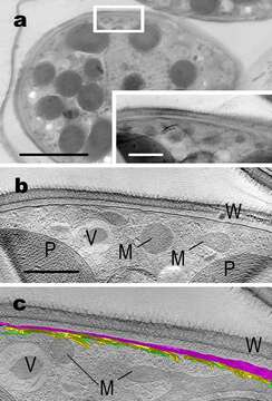 Image of glaucophytes