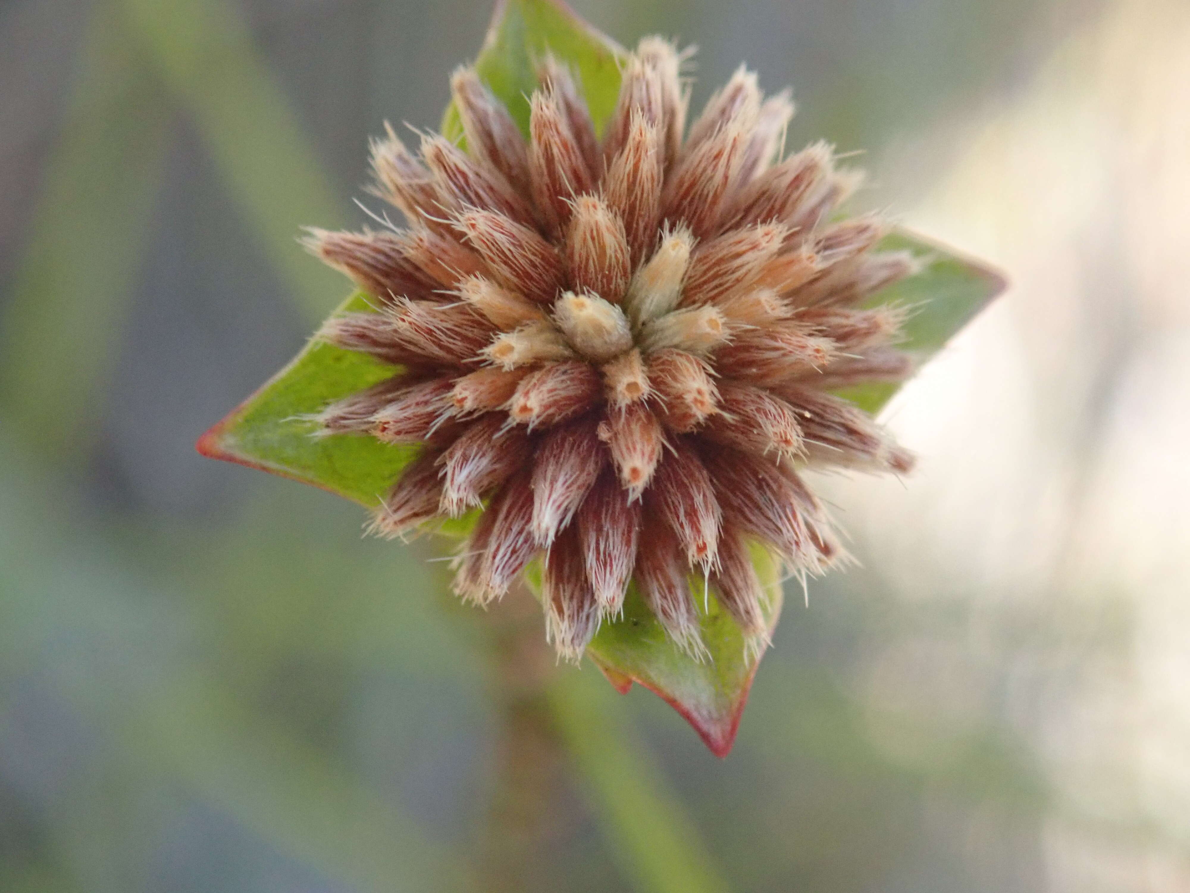 Image of Pimelea glauca R. Br.