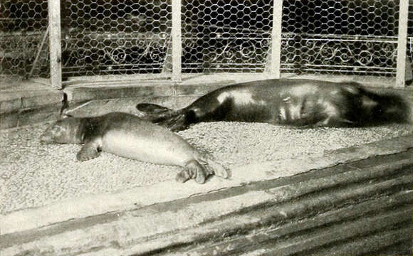 Image of Caribbean Monk Seal