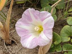 Plancia ëd Calystegia soldanella (L.) R. Br.