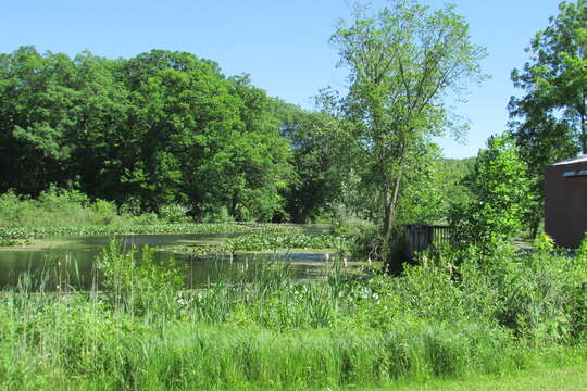 Image of broadleaf cattail