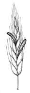 Image of Ergot