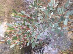 Image of Eucalyptus camphora subsp. camphora