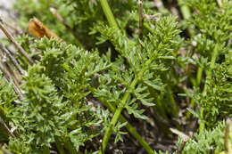 Image of umbellifers