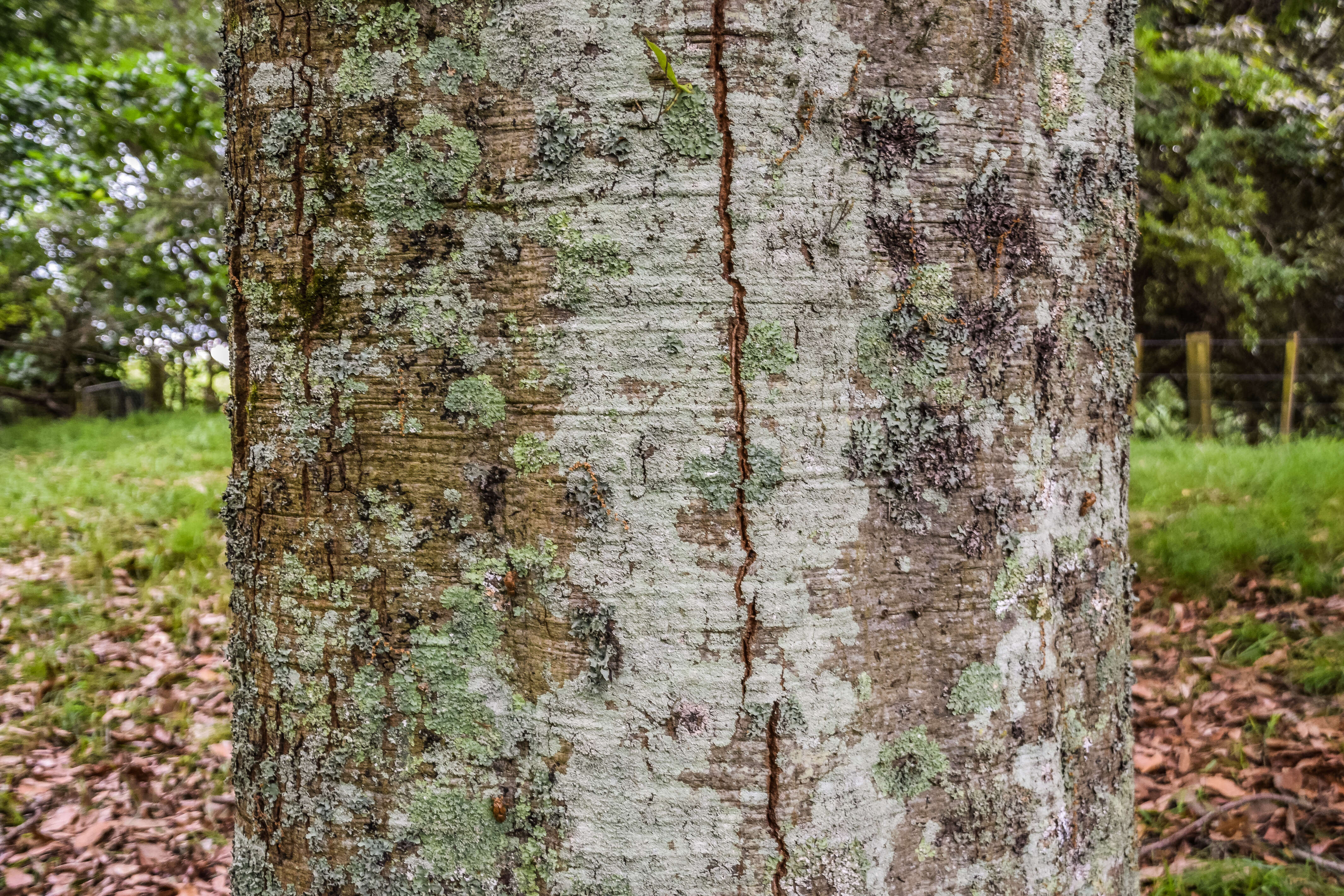 Image of Quercus laurina Bonpl.