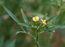 Image of shrubby pencilflower