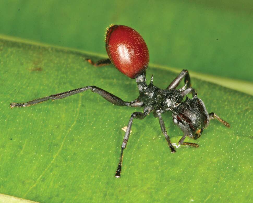 Cephalotes atratus (Linnaeus 1758) resmi