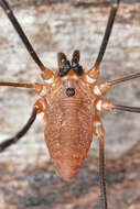 Image of Daddy-long-legs