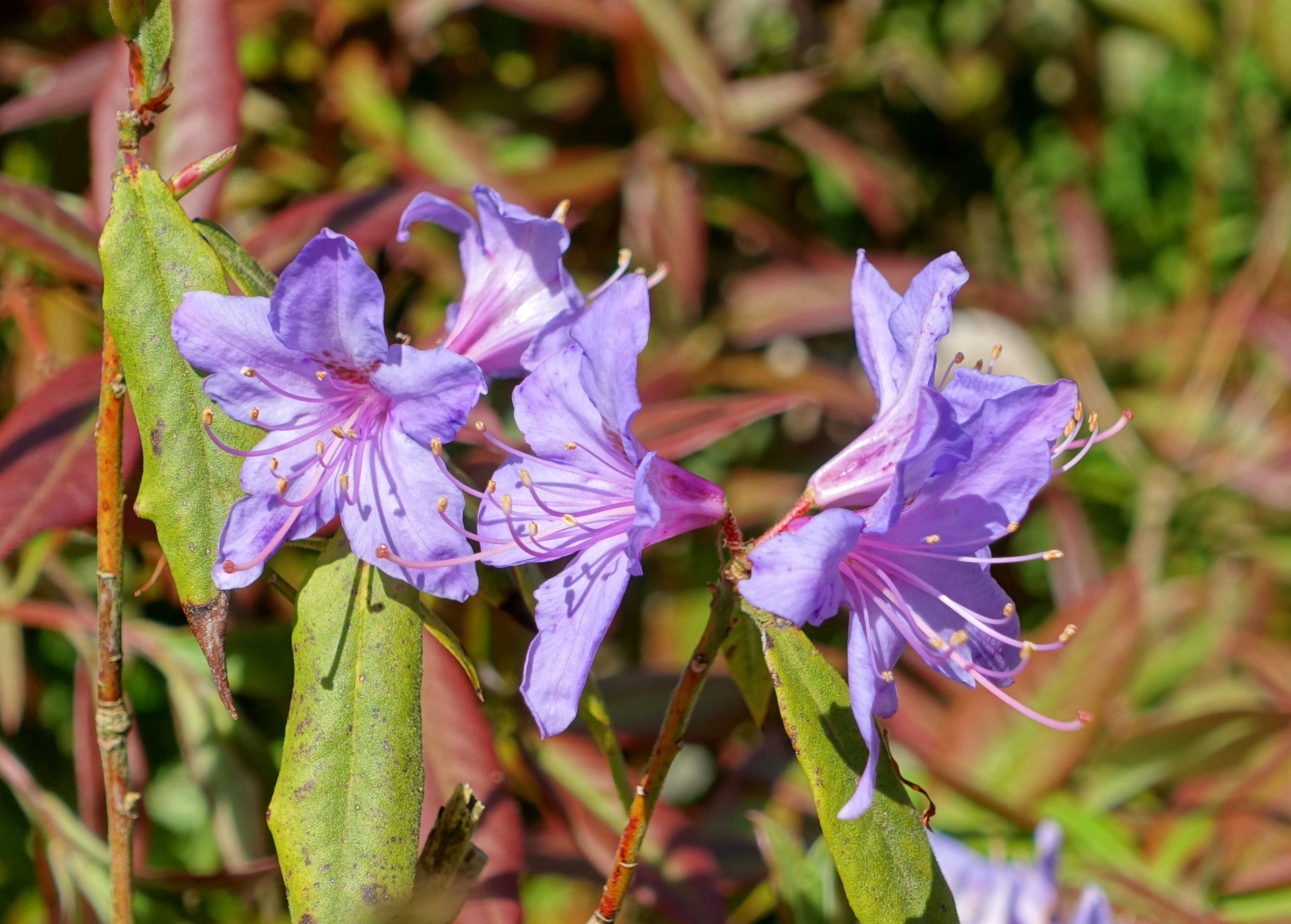 صورة Rhododendron augustinii Hemsl.