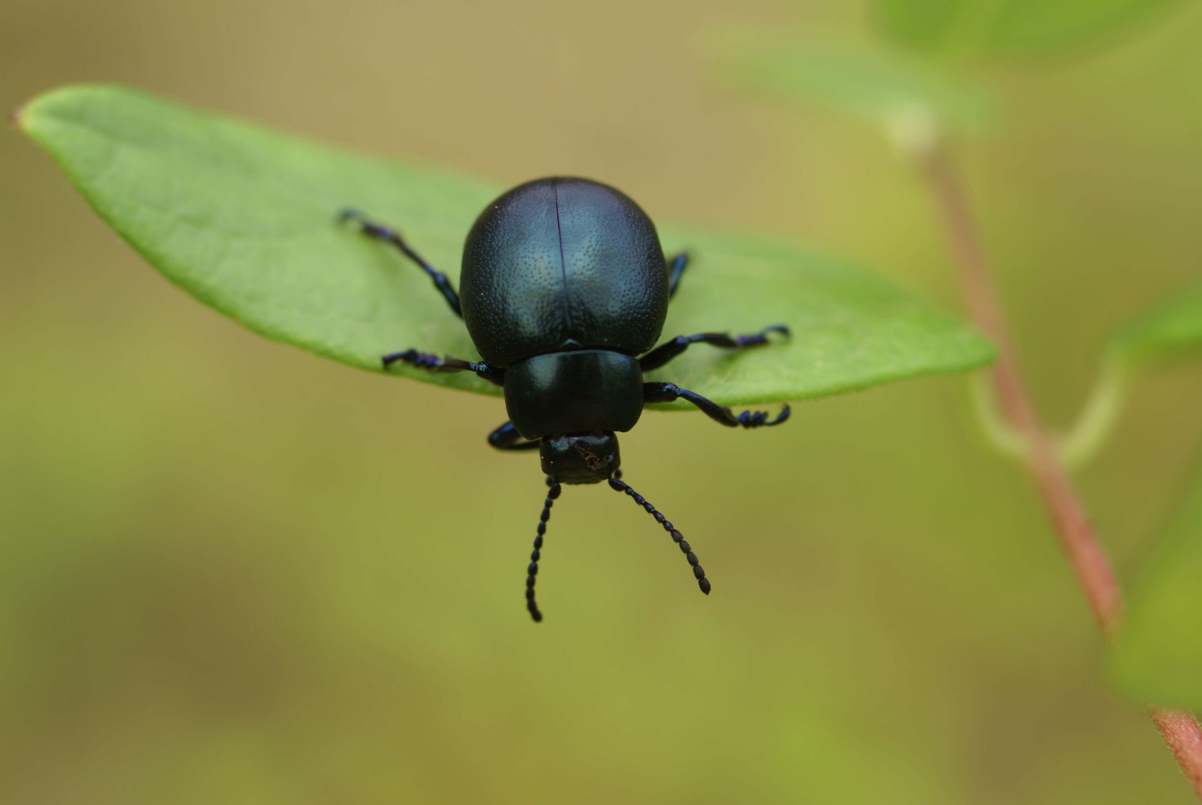 Image of Timarcha tenebricosa