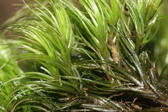 Image of longleaf paraleucobryum moss