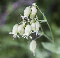 Image of Catchfly