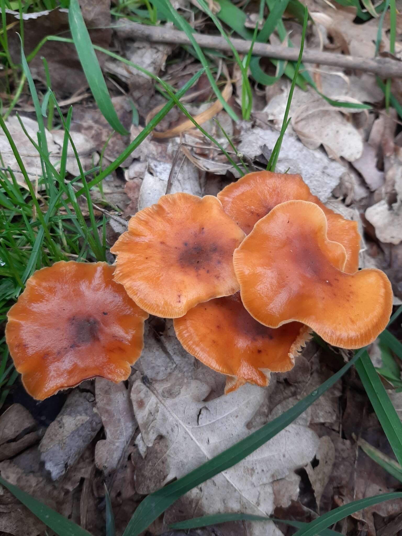 Plancia ëd Flammulina velutipes (Curtis) Singer 1951