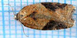 Image of strawberry tortrix moth