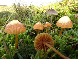 Image of Galerina graminea (Velen.) Kühner 1935