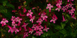 Image of Heller's beardtongue