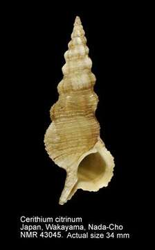 Image of Cerithium citrinum G. B. Sowerby II 1855