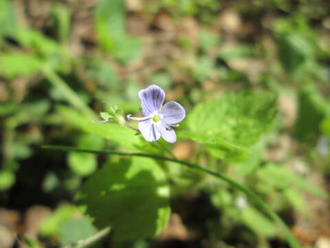 Image of Wood speedwell