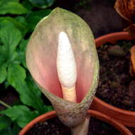 Image of Amorphophallus bulbifer (Roxb.) Blume
