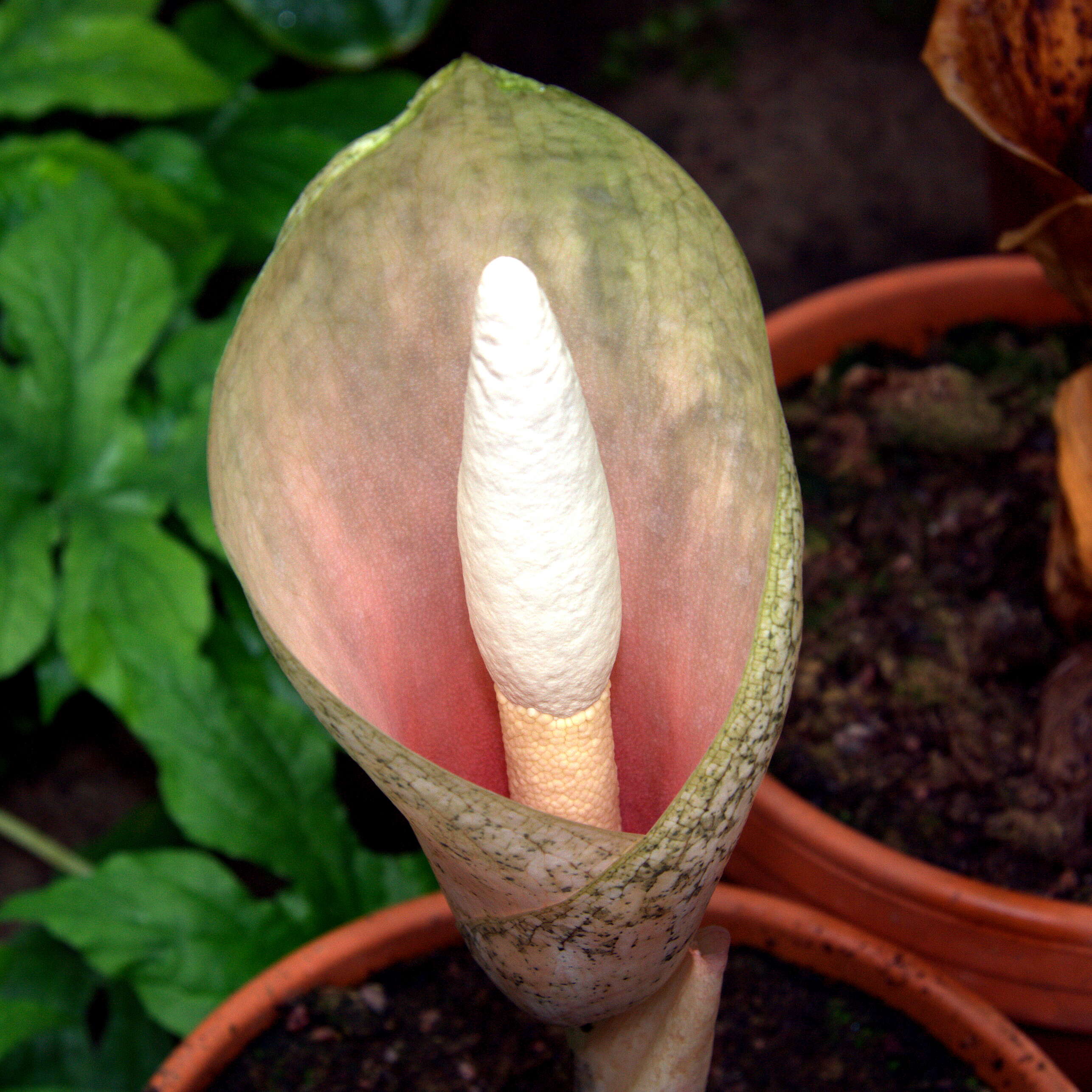 Image of Amorphophallus bulbifer (Roxb.) Blume