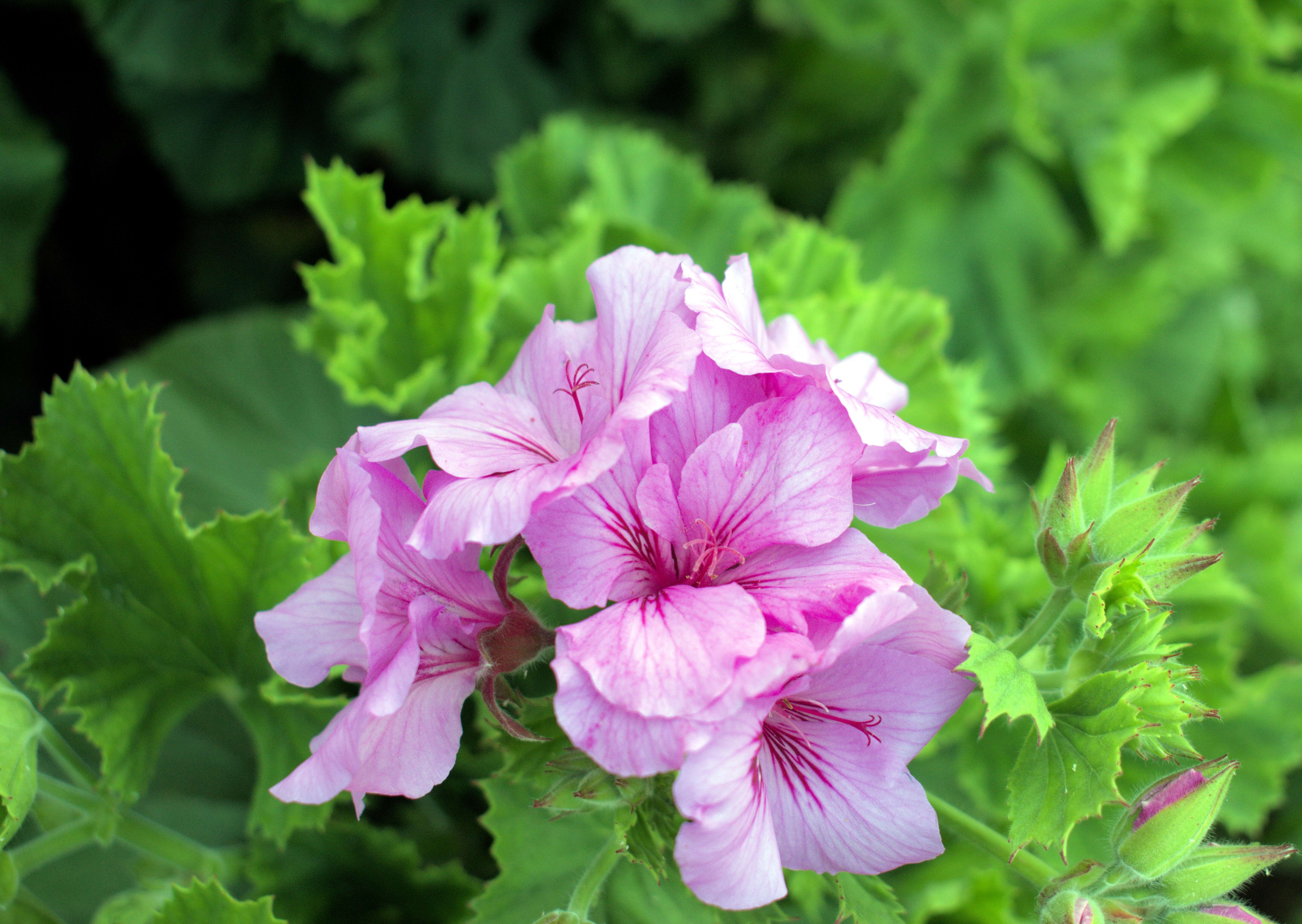 Image of Geranium