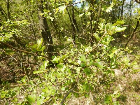 Image of Common Hawthorn