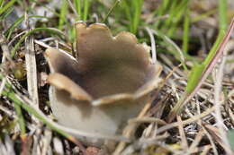 Image of Dissingia leucomelaena