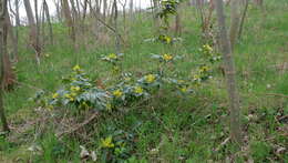 Image of Hollyleaved barberry