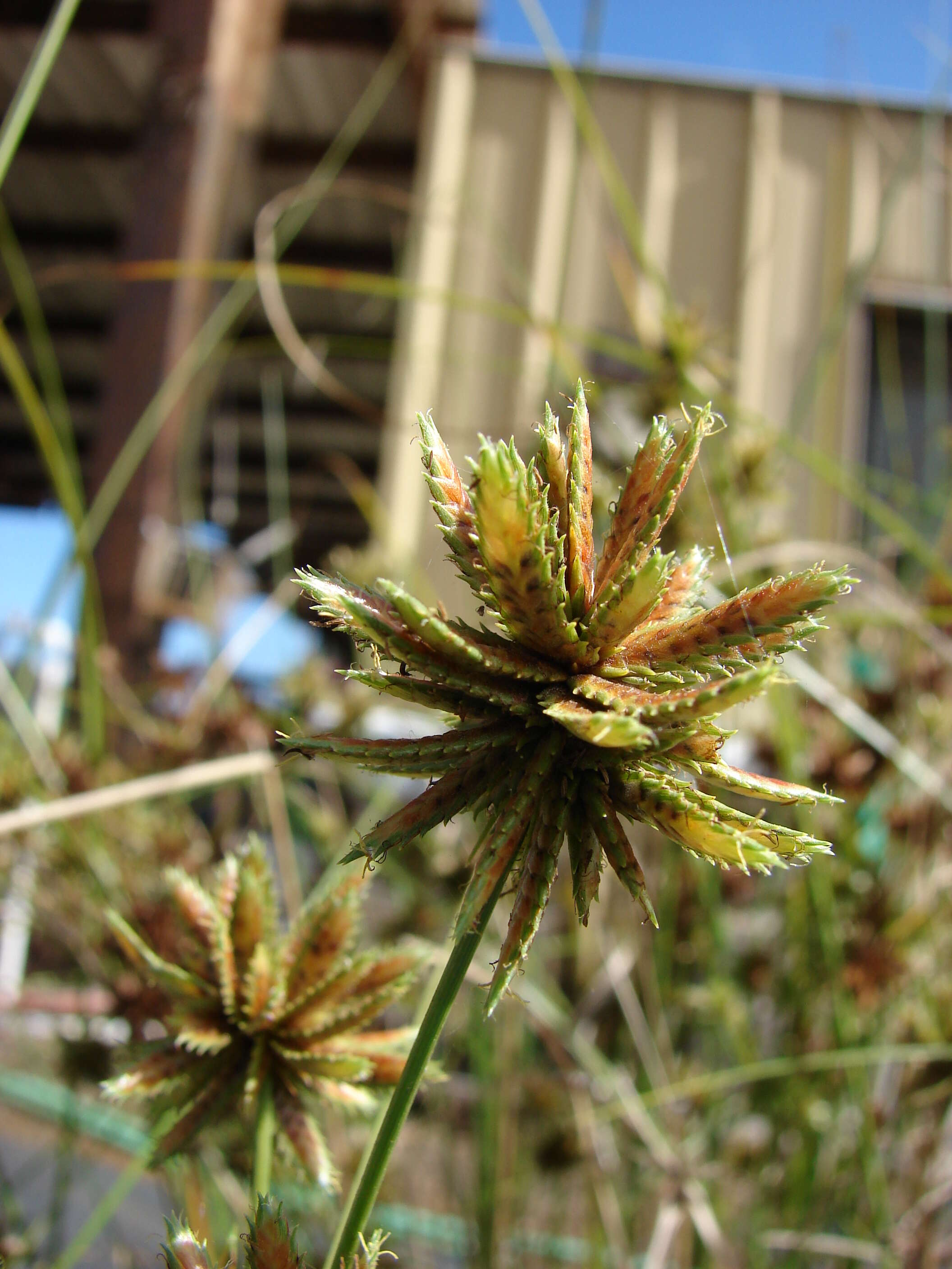 Слика од Cyperus trachysanthos Hook. & Arn.