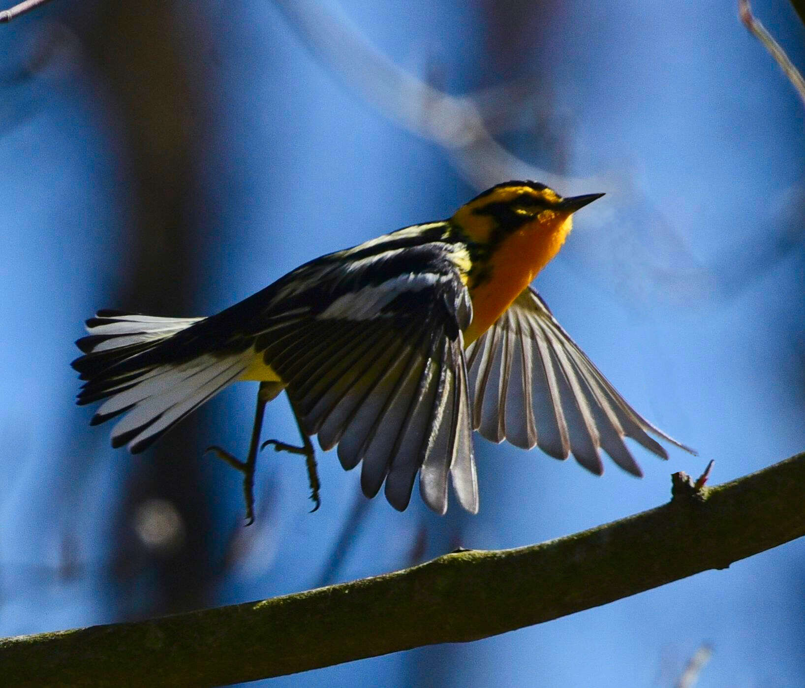 Image of Blackburnian Warbler