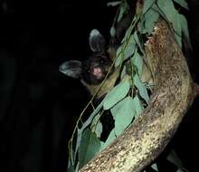 Image of Yellow-bellied Glider